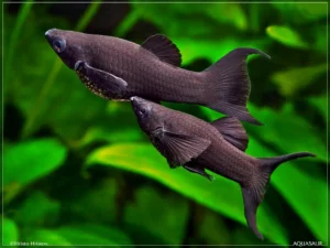 Poecilia Sphenops Black Molly coda a lyra 5 cm