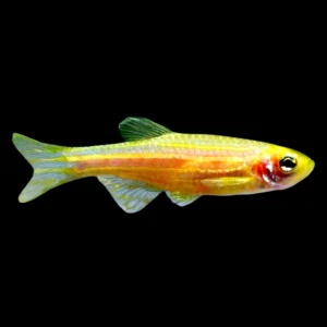 Brachydanio rerio Gold - Danio Zebrato dorato 2-3 cm - Danio Zebra