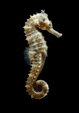 Hippocampus Erectus - Cavalluccio marino 12-18 cm - Ippocampo d'allevamento per acquario marino e reef