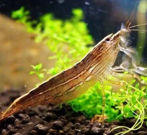 Atyopsis Moluccensis, Bamboo Shrimp Atya 2-6 cm