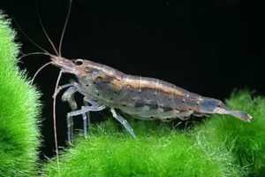 Caridina Multidentata, Caridina Japonica 1-3 cm