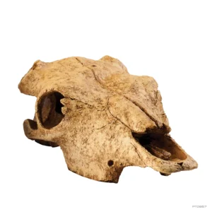 Exo Terra Buffalo Skull - Teschio di Bufalo - Nascondiglio per terrario con rettili o anfibi - cod. PT2857