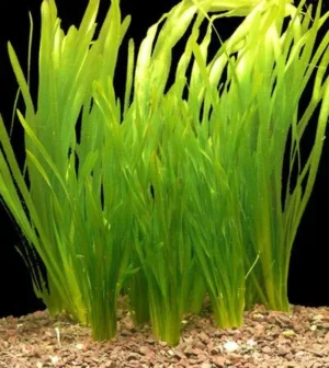 VALLISNERIA SPIRALIS, pianta da sfodo a crescita rapida