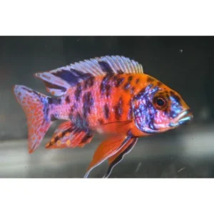 Aulonocara Calico Red Neon 4-6 cm - Ciclidi Africani lago malawi