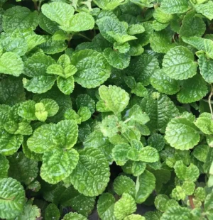 Pilea Nummulariifolia detta Charlie strisciante - pianta per terrario o paludario in vasetto