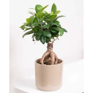 Bonsai Ficus Microcarpa Ginseng - pianta per terrario/paludario o da interno in vasetto di plastica