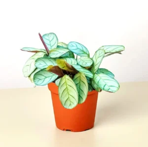 Ctenanthe Amagris Baby - pianta per terrario/paludario o da interno in vasetto