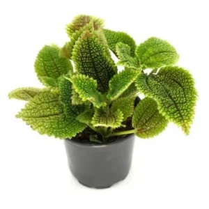 Pilea Mollis Moon Valley - pianta per terrario o paludario in vasetto