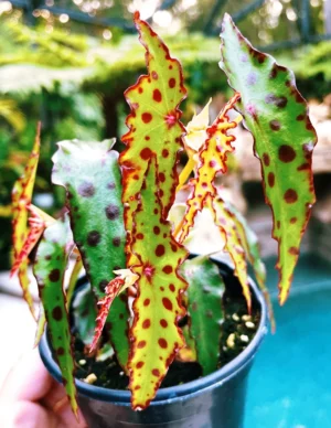 Begonia Maculata Corallina Red Spotted - pianta per terrario/paludario o da interno in vasetto