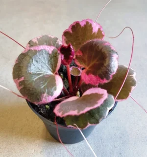 Saxifraga Tricolor Baby - pianta per terrario/paludario o da interno in vasetto