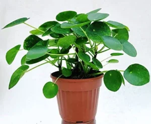 Pilea Peperomioides - pianta per terrario o paludario in vasetto