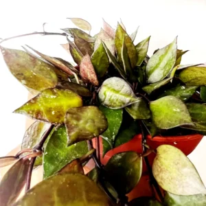 Hoya Krohniana Black Baby - pianta fiore di cera rampicante o ricadente per terrario o appartamento in vasetto