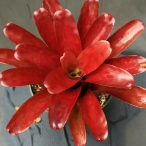 Neoregelia Super Fireball - Super Red - pianta epifita per terrario o paludario in vasetto