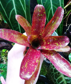 Neoregelia joseph Coat - pianta epifita per terrario o paludario in vasetto