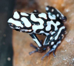 Dendrobates Auratus Pena Blanca 2.5-3 cm - Rana freccia bianca e nera - Rana dardo - anfibi per terrario