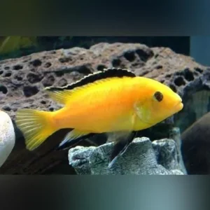 Labidochromis Caeruleus Yellow 4-6 cm - Ciclidi Africani lago Malawi