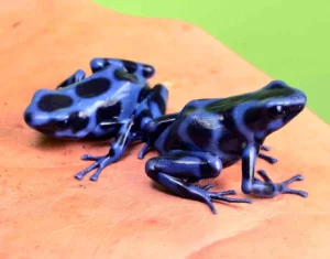 Dendrobates Auratus Calobre Super Blue 2.5-3 cm - Rana freccia blu e nera - Rana dardo - anfibi per terrario