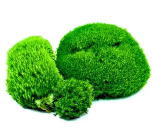 Muschio a Cuscinetto - 18x12 cm Leucobryum Glaucum spesso detto Apple moss per terrario, paludario o presepe