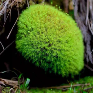 Muschio Apple Moss - 18x12 cm Bartramia Pomiformis per terrario, paludario o presepe