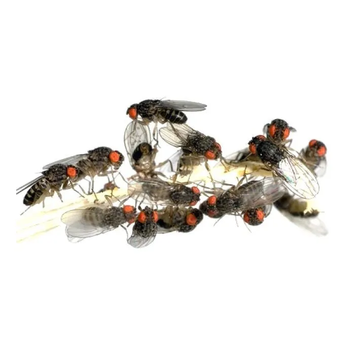The Pet Factory Drosofix 500 Gr - pappone istantaneo per allevamento moscerini della frutta Drosophila