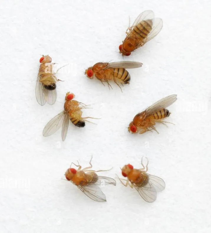 The Pet Factory Drosofix 500 Gr - pappone istantaneo per allevamento moscerini della frutta Drosophila