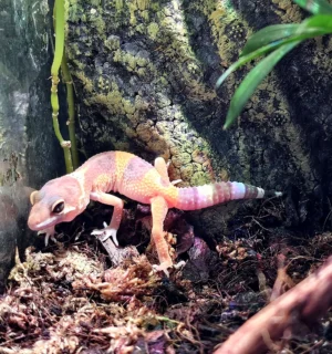 Eublepharis macularius - Geco Leopardino Morph Tremper 10-12 cm - FOTO REALI - sauri per terrario