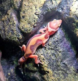 Eublepharis macularius - Geco Leopardino Morph Stripe Tremper 10-12 cm - FOTO REALI - sauri per terrario