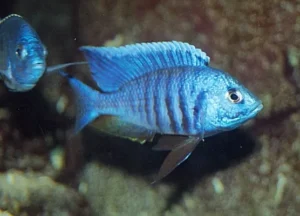 Copadichromis Azureus 4-6 cm - Ciclidi Africani lago malawi