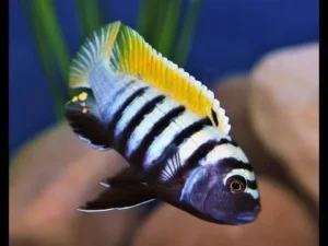Cynotilapia Afra Jalo Jalo Reef 4-6 cm - Ciclidi Africani lago Malawi