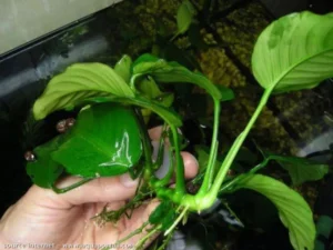 ANUBIAS BARTERI BARTERI, pianta facile a foglia larga