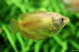 Colisa Lalia femmina, Gurami nano female