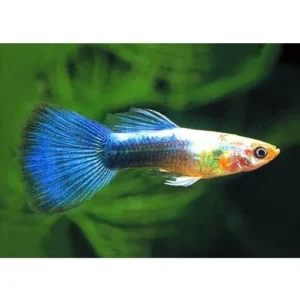 Guppy maschio Blue Neon, Poecilia reticulata male 3,5 cm