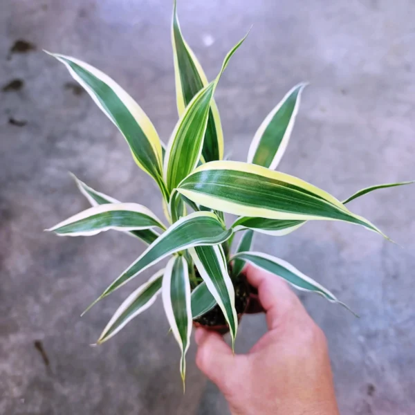 Dracaena Sanderiana Variegated detta Bambù della fortuna - pianta per terrario o paludario in vasetto