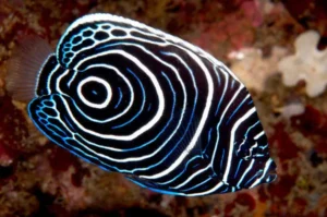 Pomacanthus Imperator Juvenile - Pesce angelo imperatore - pesce marino