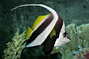 Heniochus acuminatus - Pesce Farfalla Stendardo - pesce marino