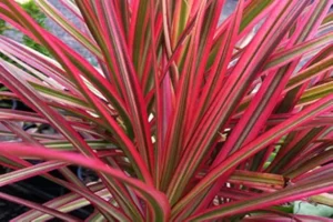 Dracaena RED detta Bambù della fortuna - pianta per terrario o paludario in vasetto