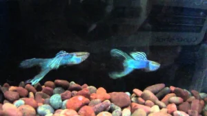 Coppia di Guppy Blue coda a lyra, Poecilia reticulata 3,5 cm, maschio + femmina