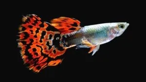 Coppia di Guppy snakeskin cobra red, Poecilia reticulata 3,5 cm - maschio + femmina
