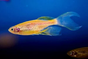 Brachydanio Frankei GOLD LONG FIN - Danio Leopardo dorato pinne lunghe 2-3 cm - Danio Leopardato