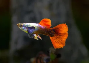 Guppy maschio Elephant Ears, Poecilia reticulata male 3,5 cm Big Dumbo Ear