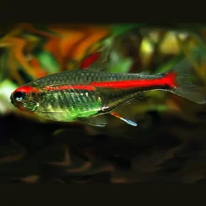 Hemigrammus erythrozonus/gracil -NEON ROSSO - glowlight tetra 2.5 cm