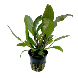 Cryptocoryne Undulata Green, pianta facile da primo piano o centro in vasetto