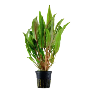 Cryptocoryne Undulata Green XL alta 25-30 cm, pianta facile da primo piano, centro o sfondo in vasetto
