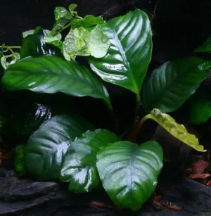 ANUBIAS BARTERI COFFEIFOLIA, pianta facile a foglia larga
