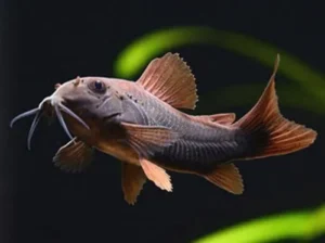 Corydoras Black Venezuela 2-3 cm, pesce da fondo