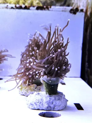 Euphyllia Glabrescens Black torch punte rosa 1 calice - FOTO REALI - Corallo duro LPS facile