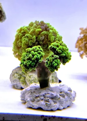 Euphyllia Parancora Green fluo - 3 calici - FOTO REALI - Corallo duro LPS facile