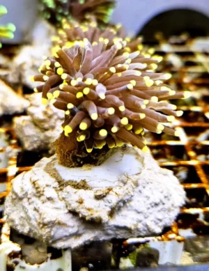 Euphyllia Glabrescens Black torch punte gialle 3 calici - FOTO REALI - Corallo duro LPS facile