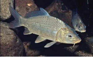 Cyprinus Carpio 4-6 cm - pesce da laghetto - Carpa comune