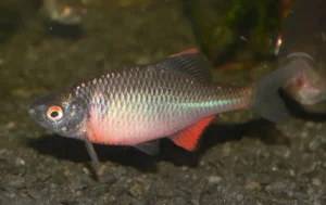 Rhodeus Sericeus 4-6 cm - Rodeo Amaro - pesce per acquario d'acqua fredda o laghetto